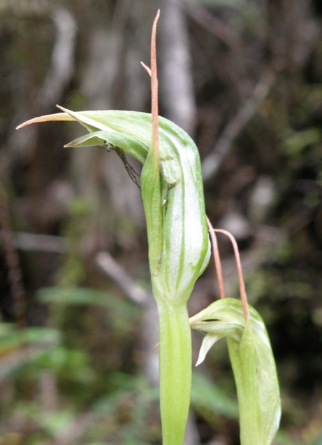 Изображение особи род Pterostylis.