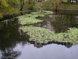 Pistia stratiotes. Заросли на поверхности пруда. Украина, г. Киев, Южная Борщаговка, пруд по ул. Булгакова. 30 октября 2012 г.