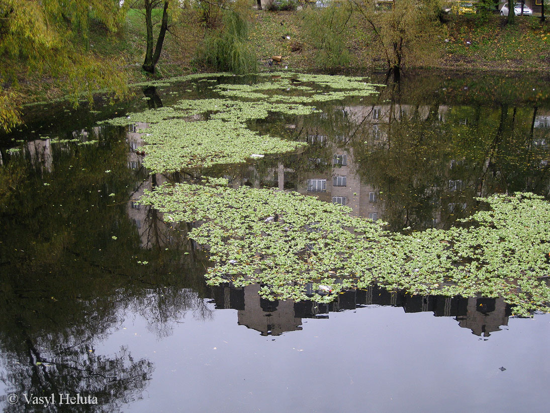 Изображение особи Pistia stratiotes.