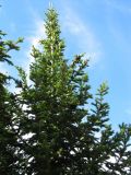 Abies sibirica