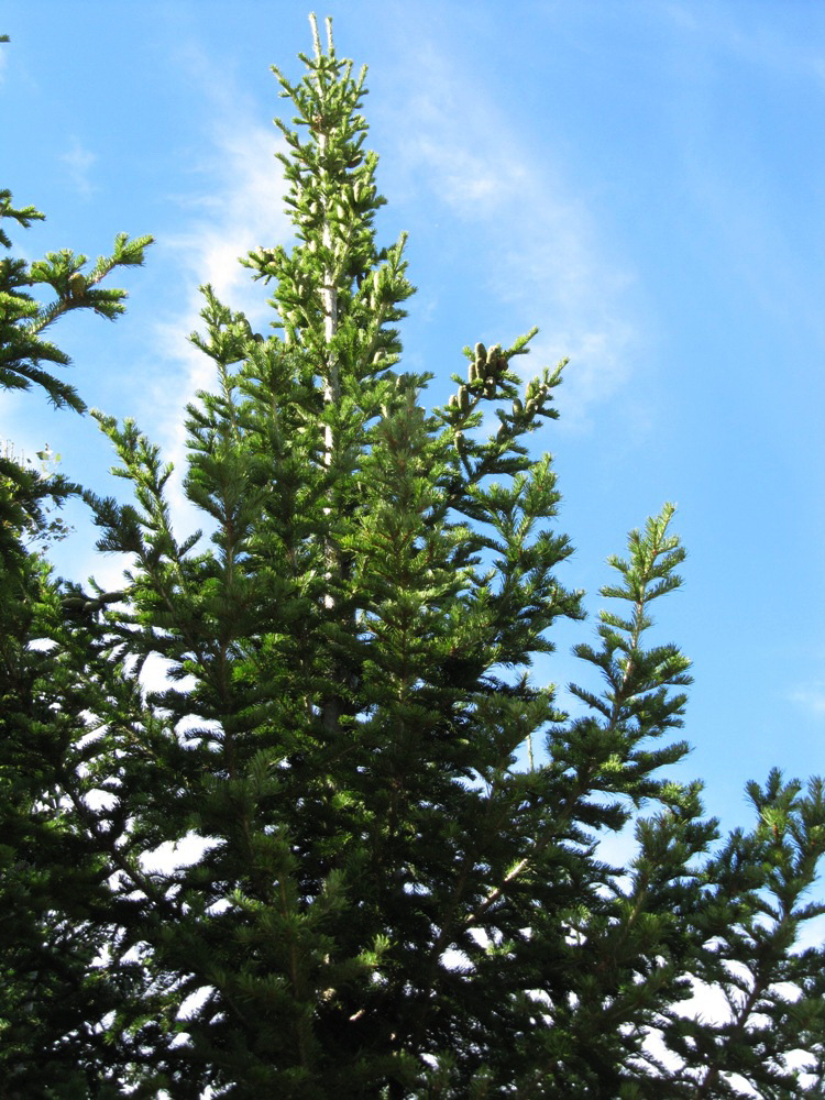 Изображение особи Abies sibirica.