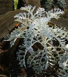 Senecio cineraria