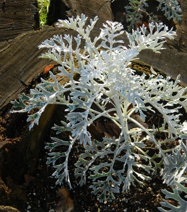 Изображение особи Senecio cineraria.