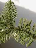 Abies procera f. glauca