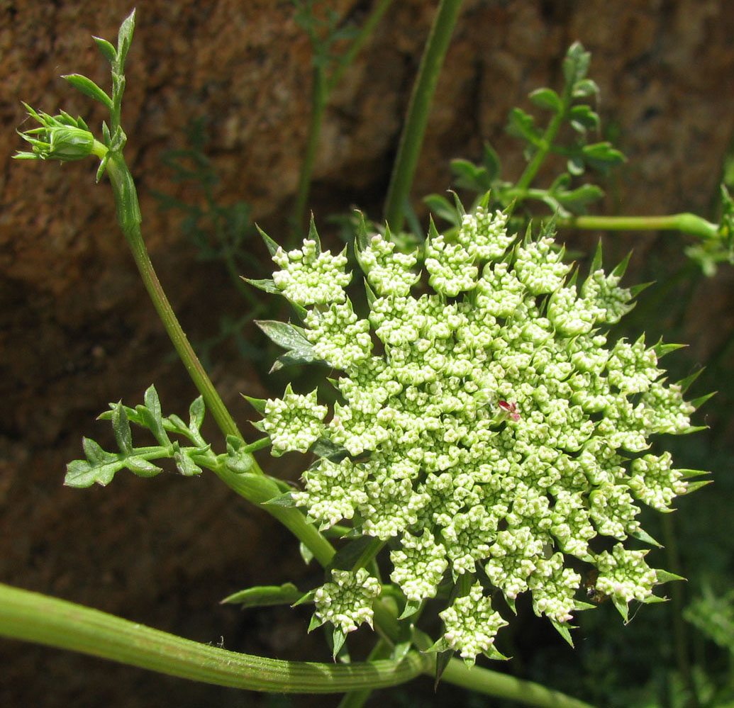 Изображение особи Daucus carota ssp. hispanicus.