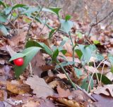 Ruscus hypoglossum