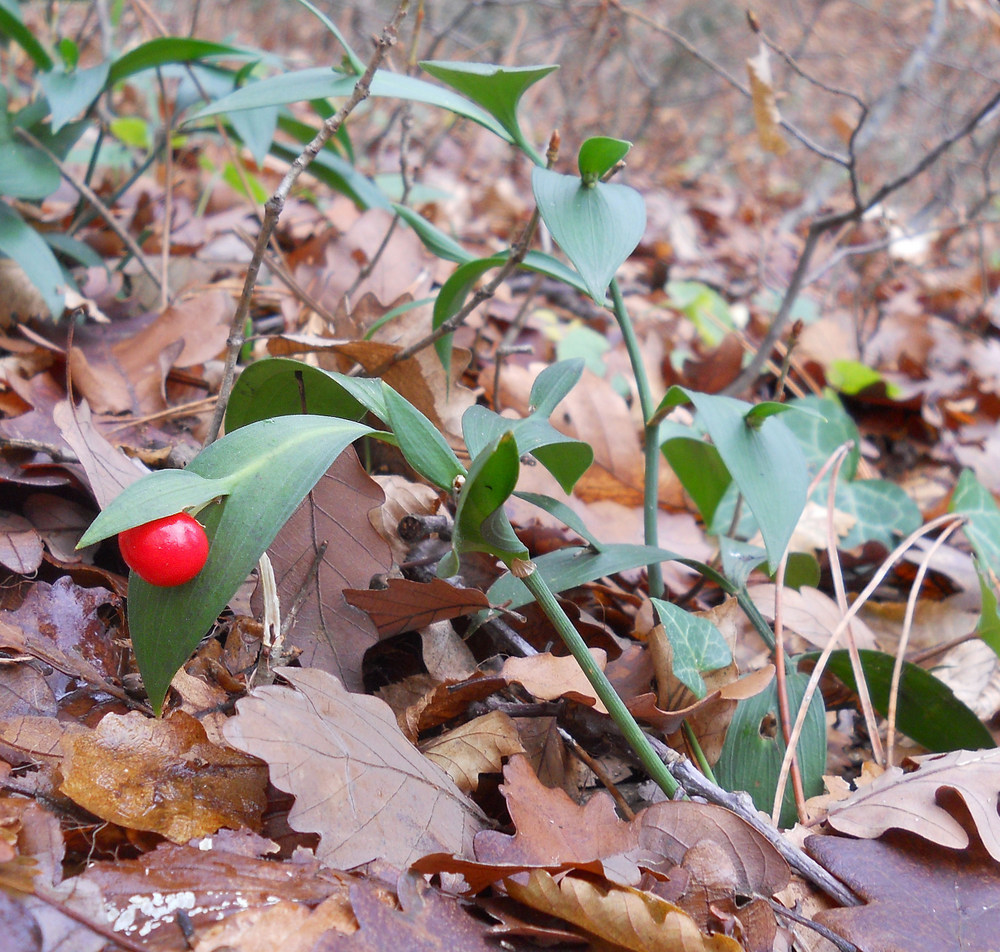 Изображение особи Ruscus hypoglossum.