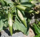Cionura erecta. Верхушка побега с плодами. Черногория, окр. г. Ульцинь. 09.07.2011.