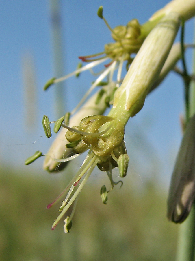 Изображение особи Silene chlorantha.