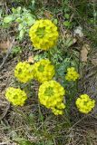 Erysimum cuspidatum. Цветущее растение. Крым, Ялта, окр. водопада Учан-су. 16.05.2009.