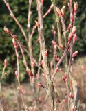 Ribes sanguineum. Средняя часть ветви с раскрывающимися почками. Германия, г. Кемпен, у прогулочной дорожки.22.03.2013.