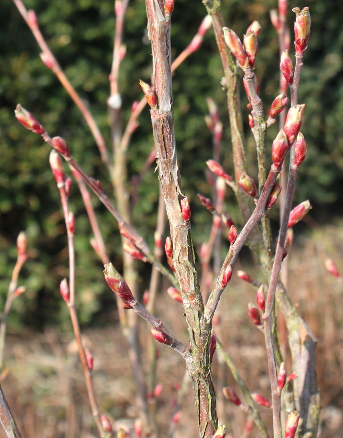 Image of Ribes sanguineum specimen.