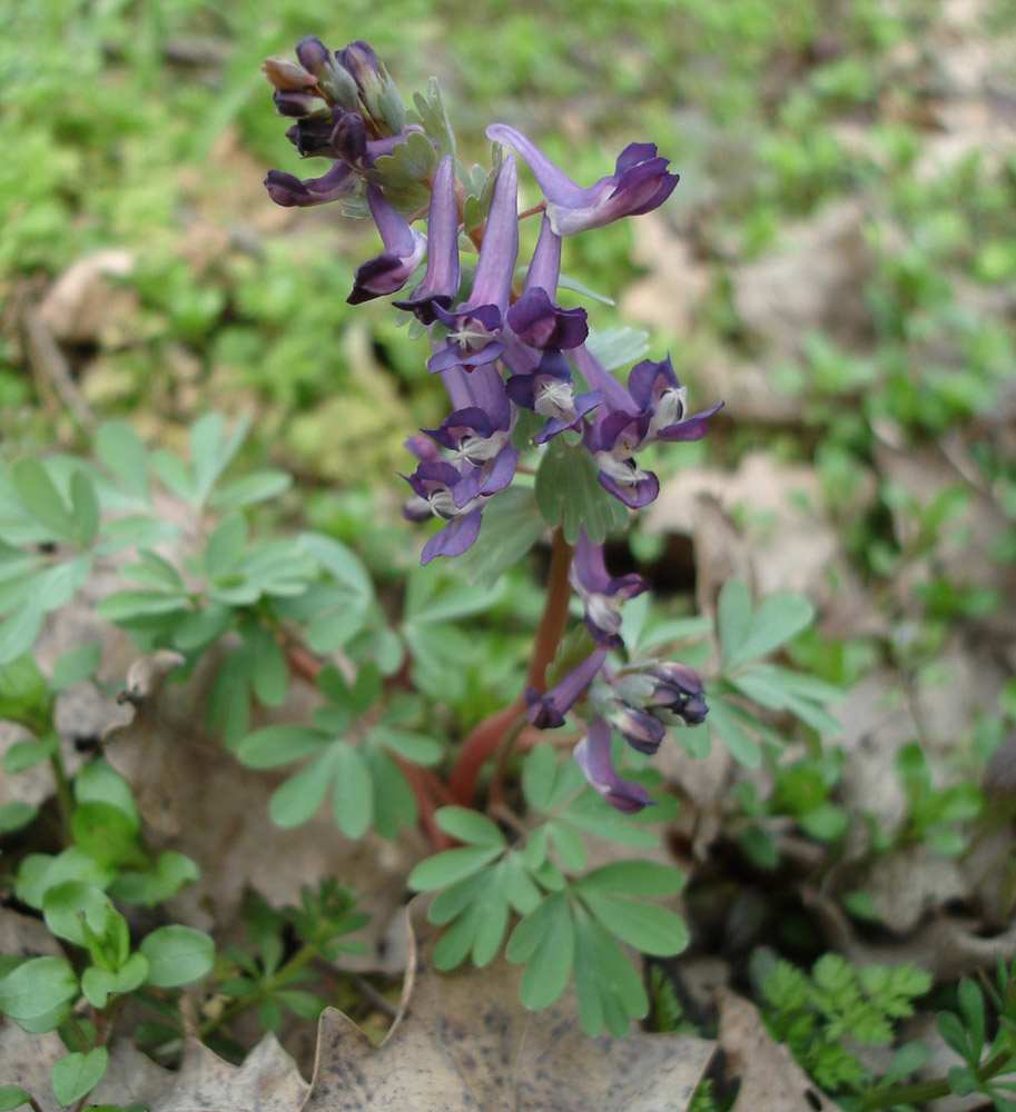 Изображение особи Corydalis solida.