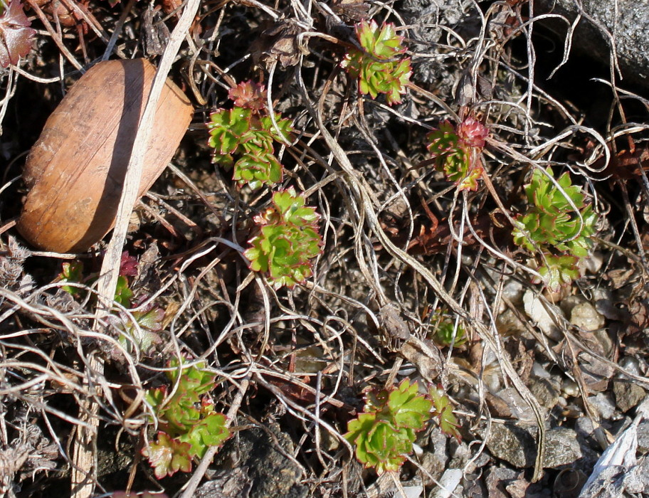 Изображение особи Geranium dalmaticum.