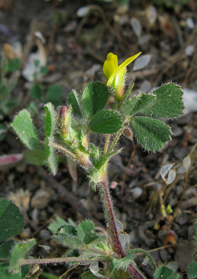 Image of Medicago rigidula specimen.