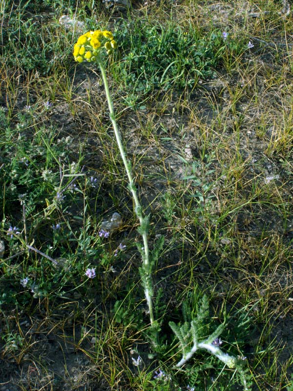 Изображение особи Pseudohandelia umbellifera.