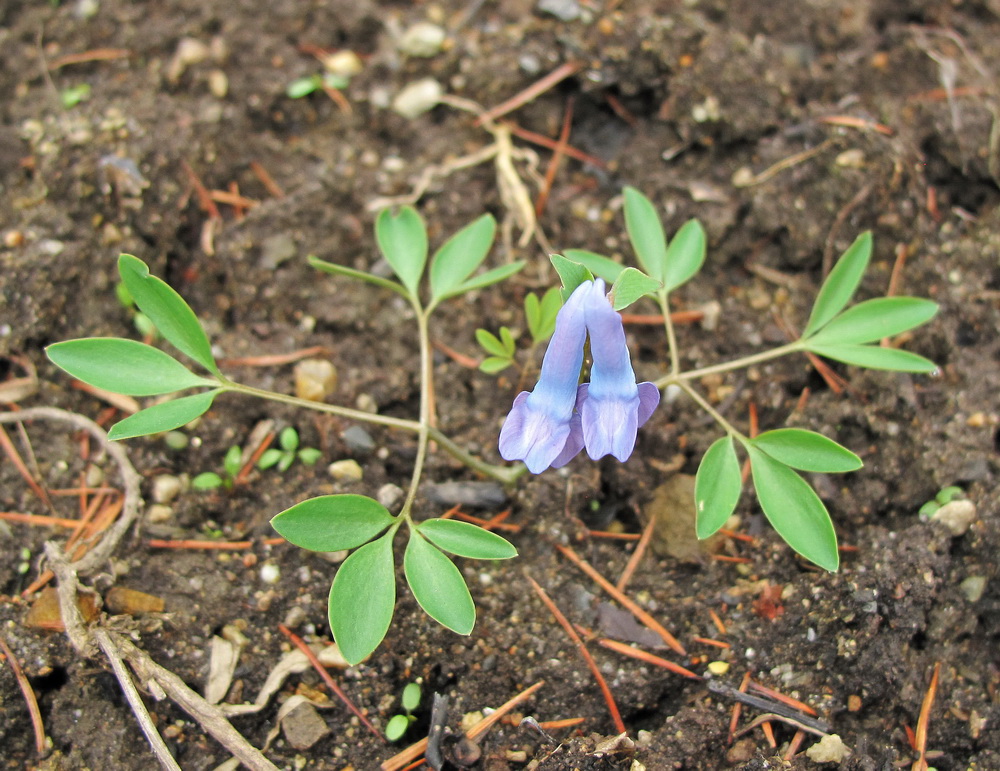 Изображение особи Corydalis ambigua.