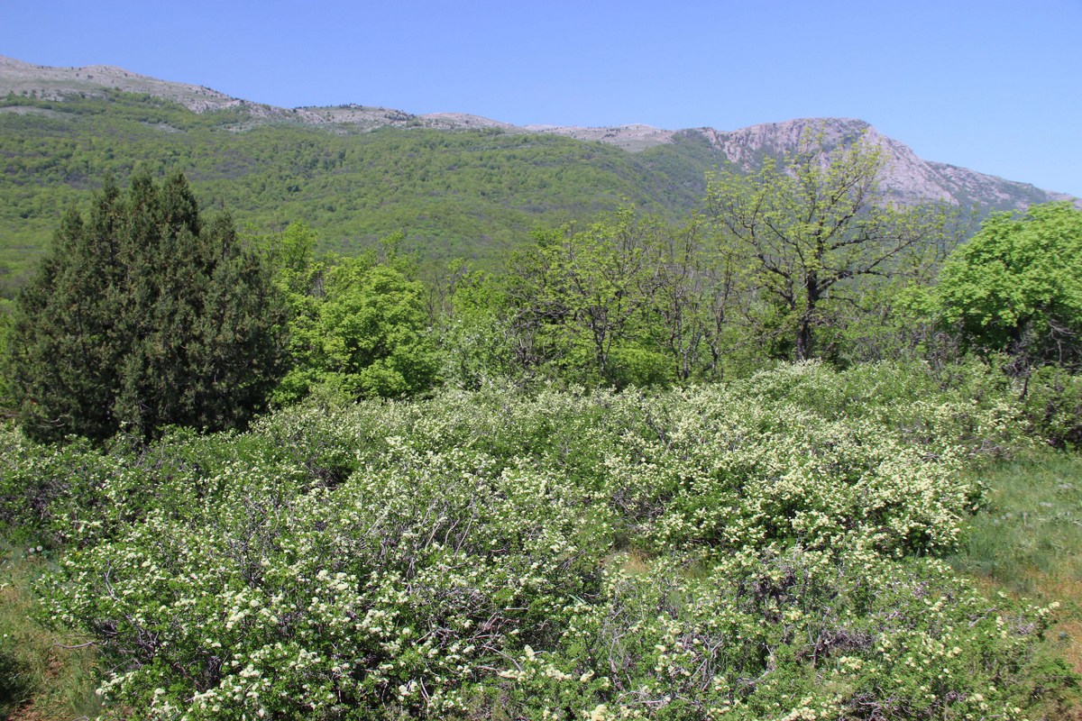 Image of Spiraea hypericifolia specimen.