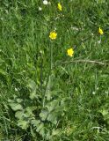 genus Ranunculus