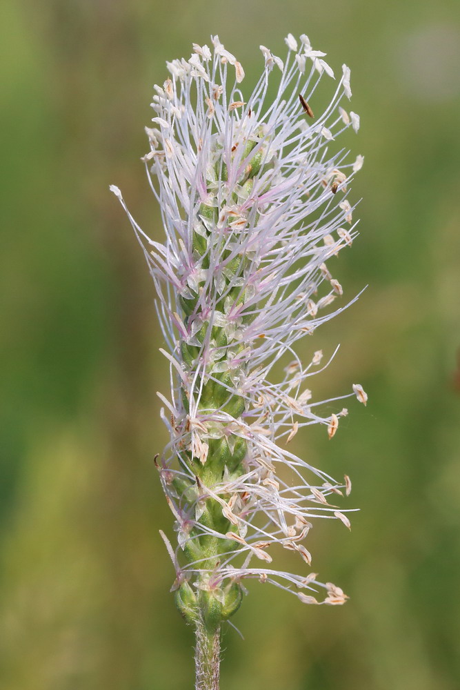 Image of Plantago urvillei specimen.