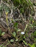 Gentiana aquatica. Цветущее и плодоносящее растение. Карачаево-Черкесия, Теберда, гора Лысая. 29.05.2013.