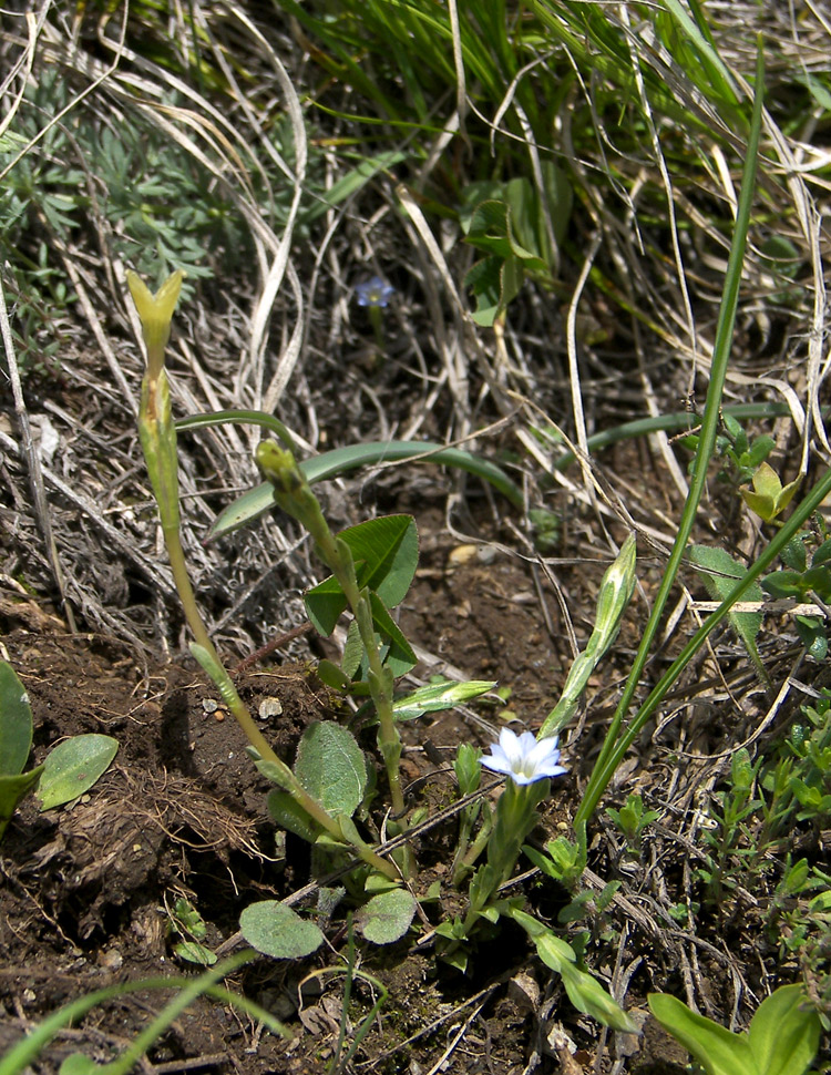 Image of Gentiana aquatica specimen.