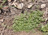 род Galium
