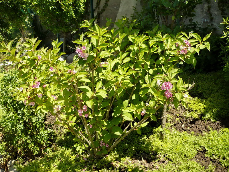 Image of Weigela × wagneri specimen.