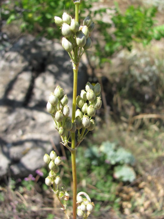 Image of Silene densiflora specimen.