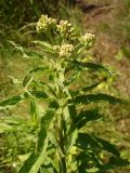 Eupatorium cannabinum. Верхушка расцветающего растения. Украина, г. Запорожье, посадка возле оз. Кушугум, недалеко от воды. 06.07.2013.