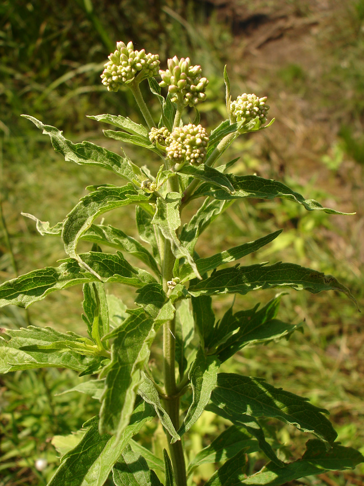 Image of Eupatorium cannabinum specimen.