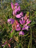 Polygala major. Соцветия. Краснодарский край, Новороссийский р-н, окр. пос. Абрау-Дюрсо, можжевеловое редколесье. 14.07.2013.