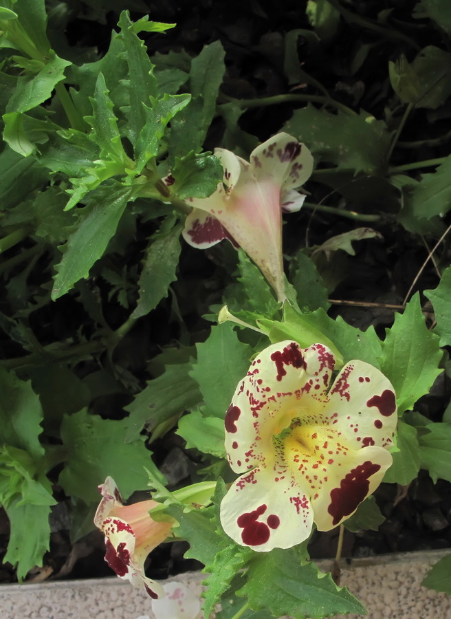 Изображение особи род Mimulus.