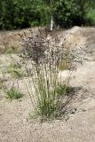 Deschampsia cespitosa. Цветущее растение. Карельский перешеек, окр Сертолово, песчаный откос на обочине просеки газопровода. 14.06.2009.