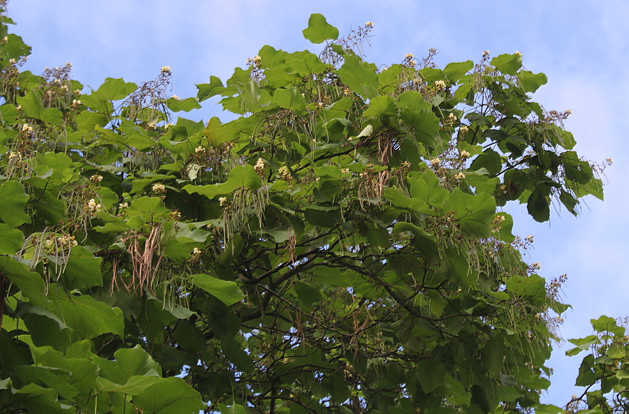 Изображение особи Catalpa bignonioides.