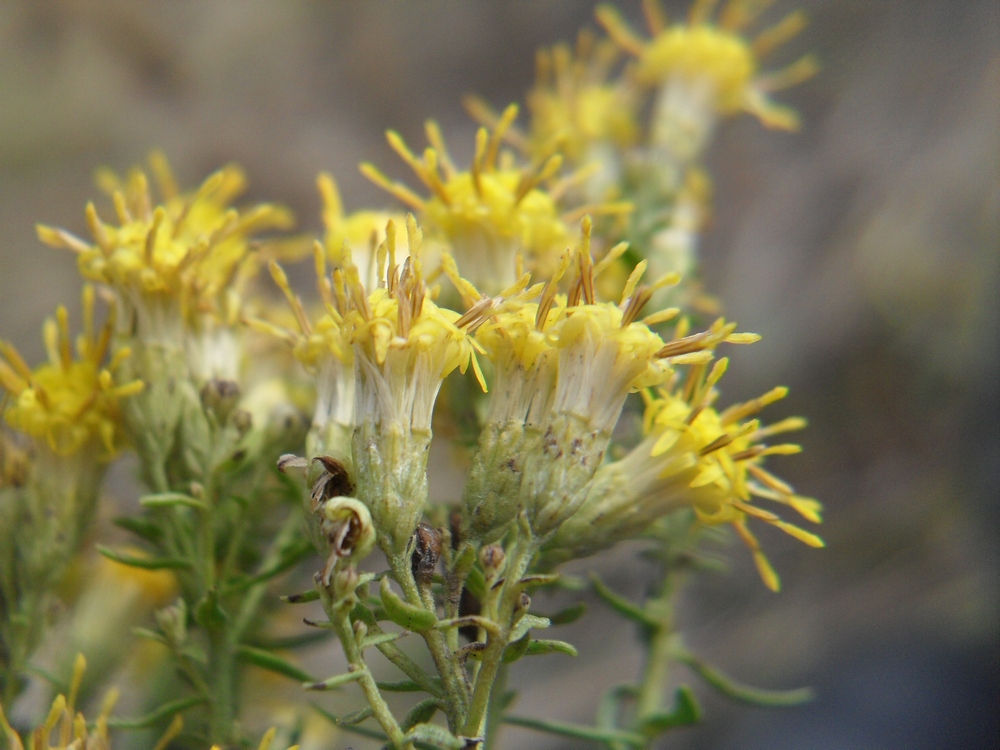 Image of Galatella biflora specimen.