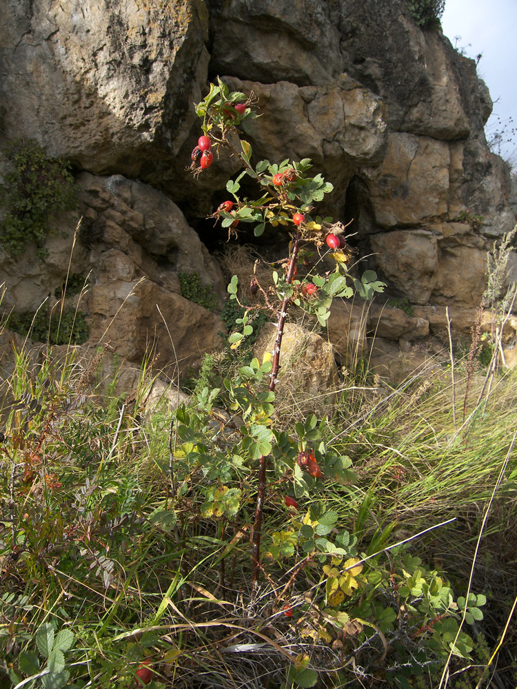 Image of Rosa khasautensis specimen.