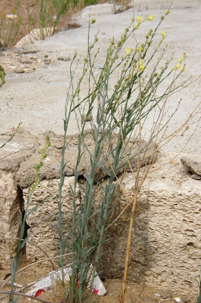 Image of Linaria leptoceras specimen.