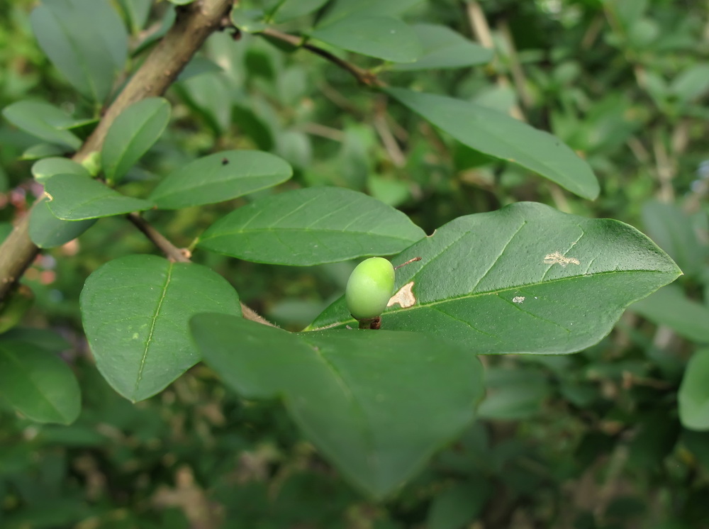 Image of Ligustrum yezoense specimen.