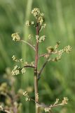 Crambe orientalis. Верхушка расцветающего растения. Южный Казахстан, южный макросклон хр. Боролдайтау над пос. Ак-Биик, обочина просёлочной дороги. 12.05.2013.
