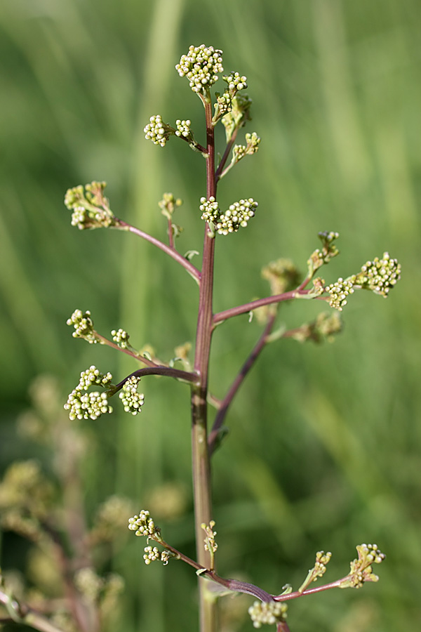 Изображение особи Crambe orientalis.