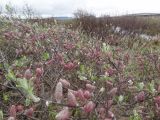 genus Salix