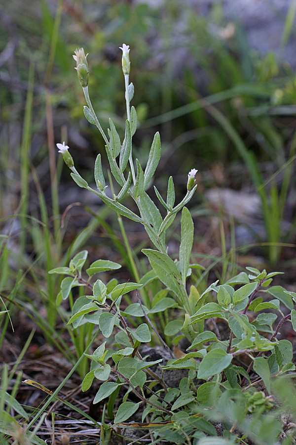 Image of Chardinia orientalis specimen.