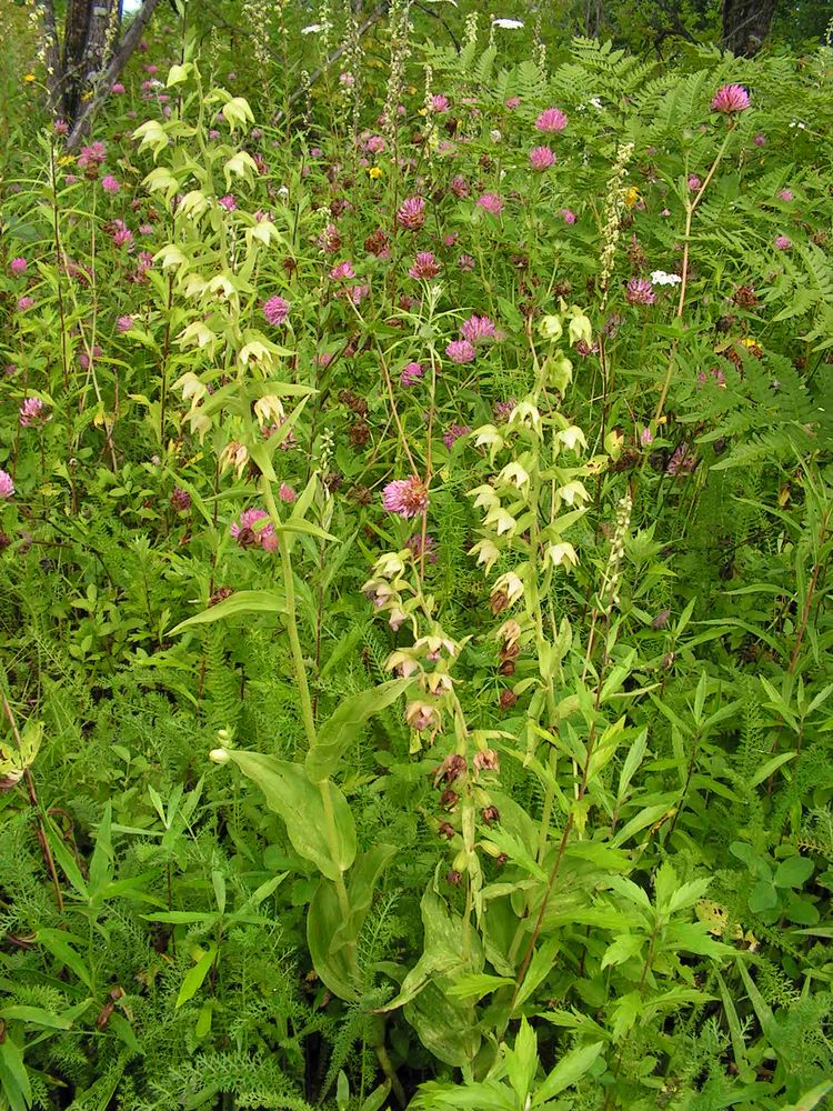 Image of Epipactis papillosa specimen.