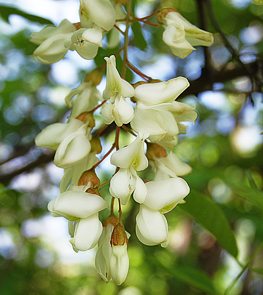 Image of Robinia pseudoacacia specimen.