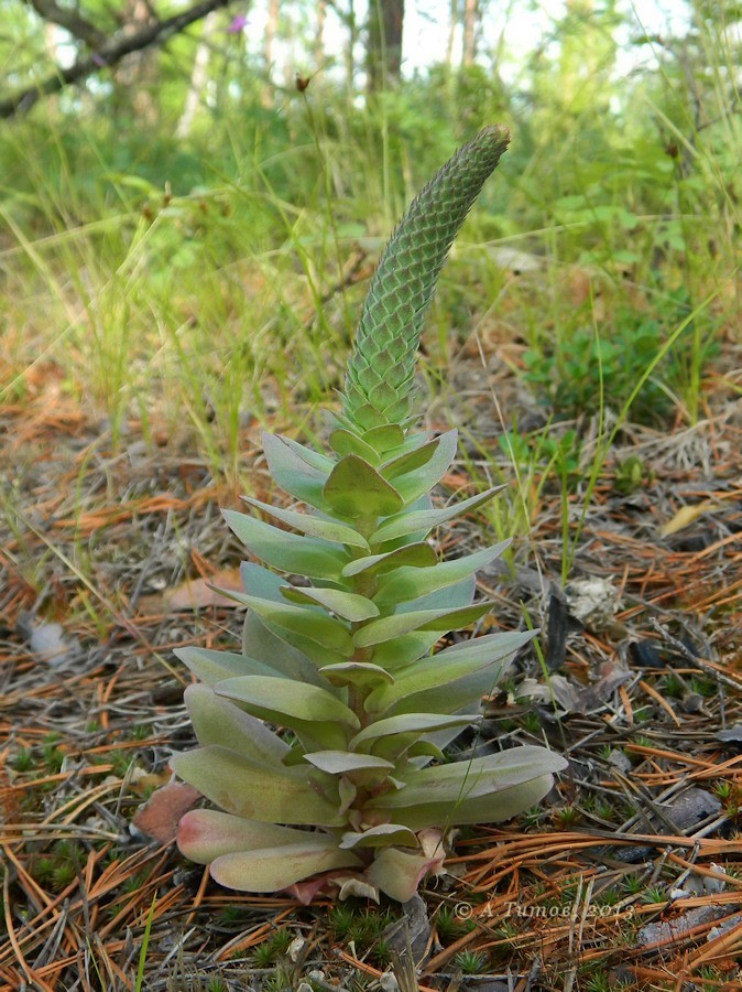 Изображение особи Orostachys malacophylla.