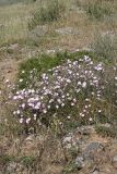 Convolvulus pseudocantabrica. Цветущее растение. Южный Казахстан, южное обрамление перевала Чокпак. 23.06.2013.