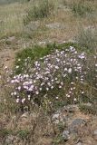 Convolvulus pseudocantabrica. Цветущее растение. Южный Казахстан, южное обрамление перевала Чокпак. 23.06.2013.