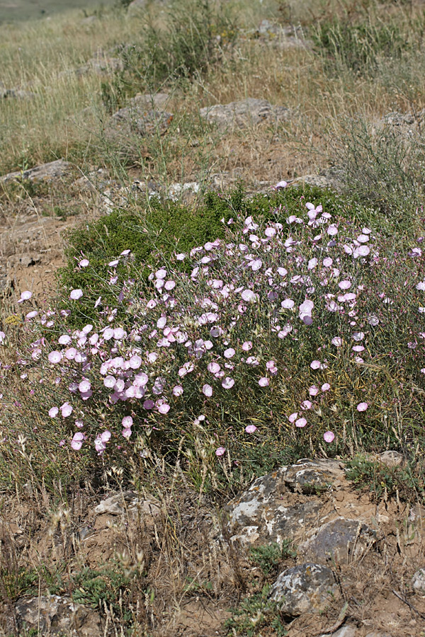 Image of Convolvulus pseudocantabrica specimen.