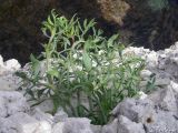 Crithmum maritimum